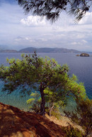 Lonely Tree, Fethiye Bay Turkey.